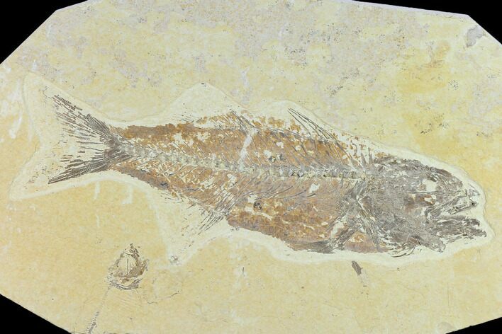Bargain Fossil Fish (Mioplosus) - Uncommon Species #131138